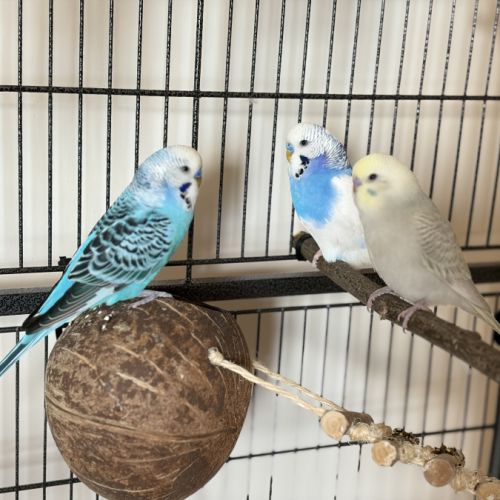 Perruches ondulées mâles avec cage et accessoires #2