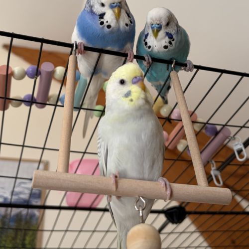 Perruches ondulées mâles avec cage et accessoires