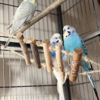 Perruches ondulées mâles avec cage et accessoires #1