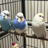 Perruches ondulées mâles avec cage et accessoires #3