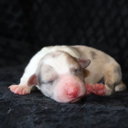 Border collie non lof #2