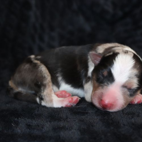 Border collie non lof #4