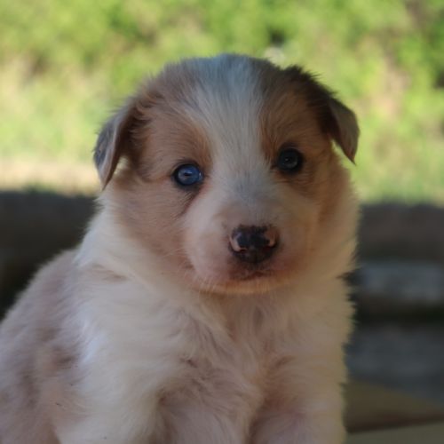 Border collie non lof #1