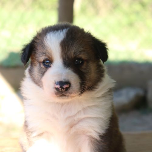 Border collie non lof #2