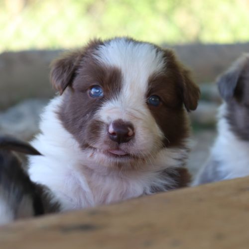 Border collie non lof #4