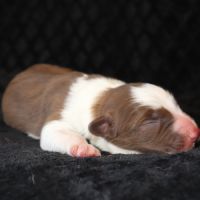 Border collie non lof #1