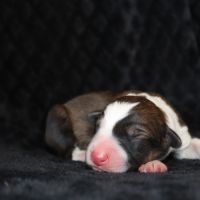 Border collie non lof #3