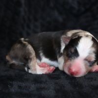 Border collie non lof #4