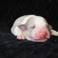 Border collie non lof #0