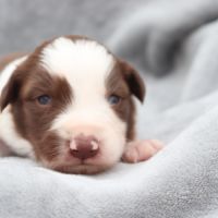 Border collie non lof