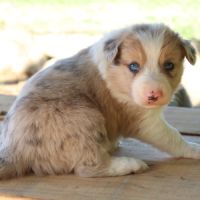 Border collie non lof