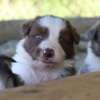Border collie non lof #4