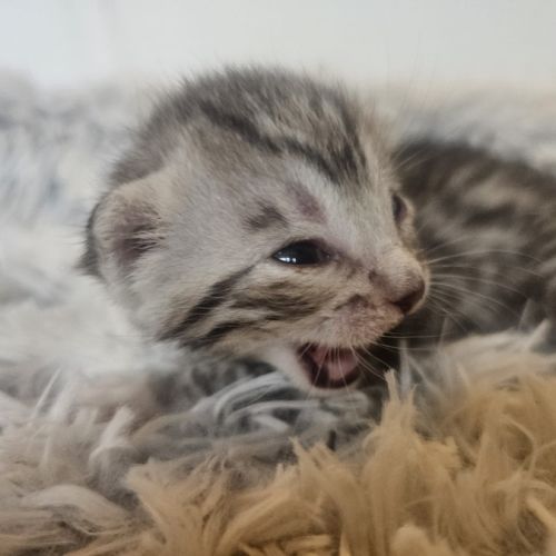 Chatons mau egyptien black silver et black smoke #1