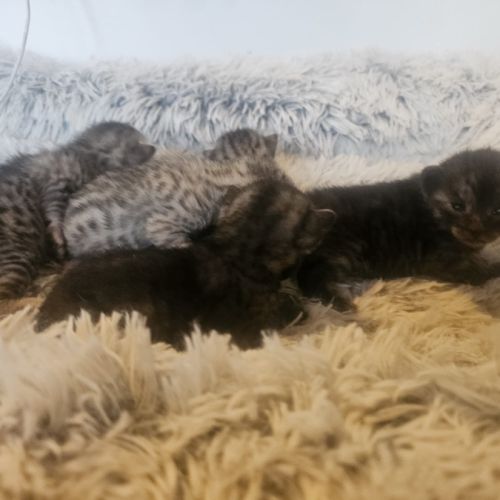 Chatons mau egyptien black silver et black smoke #2