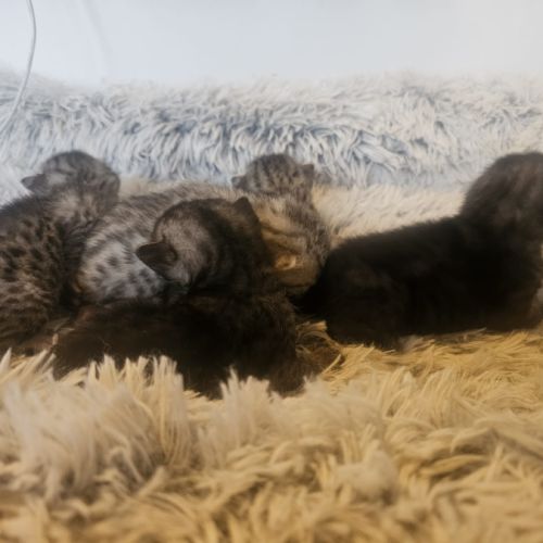 Chatons mau egyptien black silver et black smoke #3