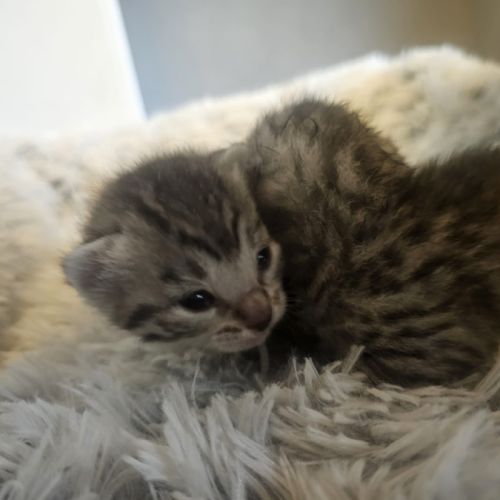 Chatons mau egyptien black silver et black smoke #5