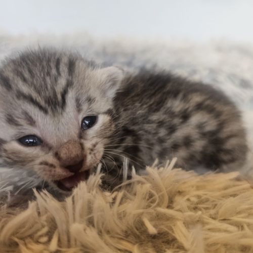 Chatons mau egyptien black silver et black smoke #7