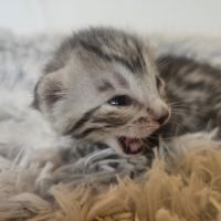 Chatons mau egyptien black silver et black smoke #1