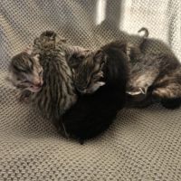 Chatons mau egyptien black silver et black smoke