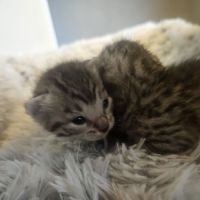 Chatons mau egyptien black silver et black smoke #5