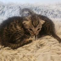 Chatons mau egyptien black silver et black smoke #6