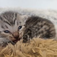 Chatons mau egyptien black silver et black smoke #7