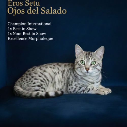 Etalon mau egyptien black silver