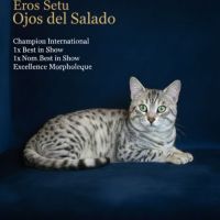 Etalon mau egyptien black silver #0