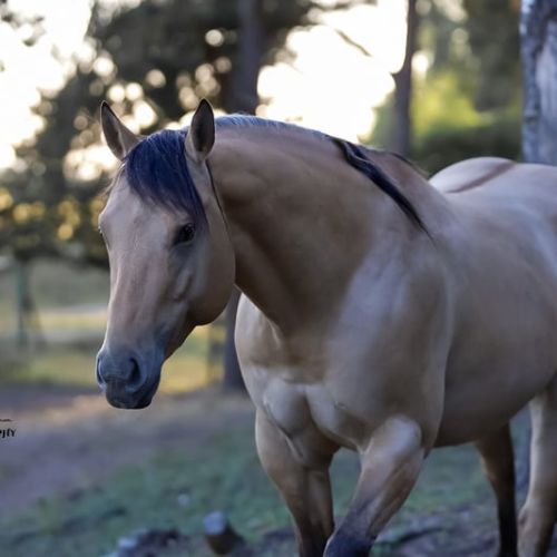 Etalon quarter horse buckskin dun