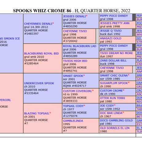 Etalon quarter horse buckskin dun #2