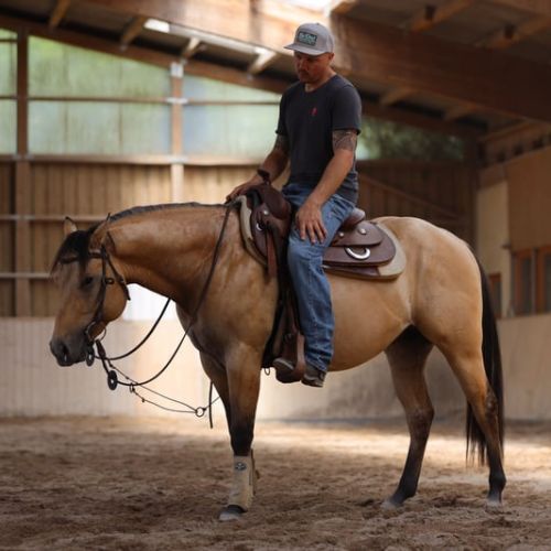 Etalon quarter horse buckskin dun #3