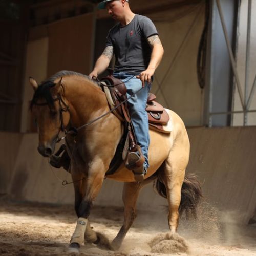 Etalon quarter horse buckskin dun #5