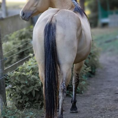 Etalon quarter horse buckskin dun #6