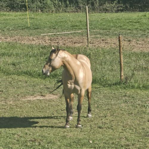 Etalon quarter horse buckskin dun #9