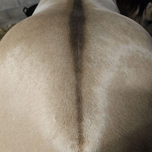 Etalon quarter horse buckskin dun #10