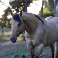 Etalon quarter horse buckskin dun #0