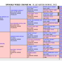 Etalon quarter horse buckskin dun #2