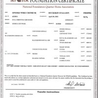 Etalon quarter horse buckskin dun #4