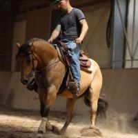 Etalon quarter horse buckskin dun #5