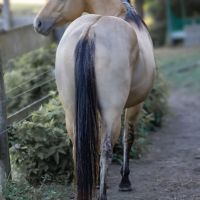 Etalon quarter horse buckskin dun #6