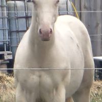 Etalon quarter horse buckskin dun #7