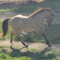 Etalon quarter horse buckskin dun #8