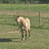 Etalon quarter horse buckskin dun #9