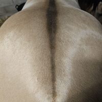 Etalon quarter horse buckskin dun #10