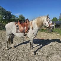 Etalon camargue disponible à la saillie #1