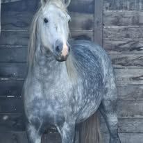 Etalon camargue disponible à la saillie #2