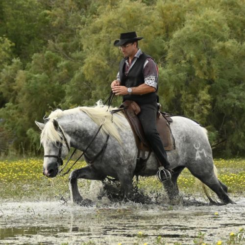 Etalon camargue disponible à la saillie #4