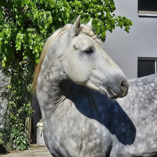 Etalon camargue disponible à la saillie