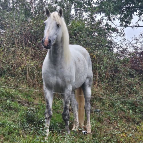 Etalon camargue disponible à la saillie #6