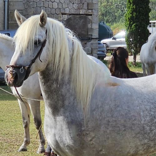 Etalon camargue disponible à la saillie #7